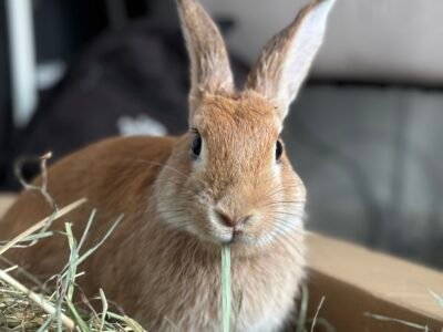 L'Eden des Pattounes - Boutique en ligne pour lapins et rongeurs